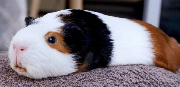 荷兰猪生病了吃什么药？不妨来看看吧