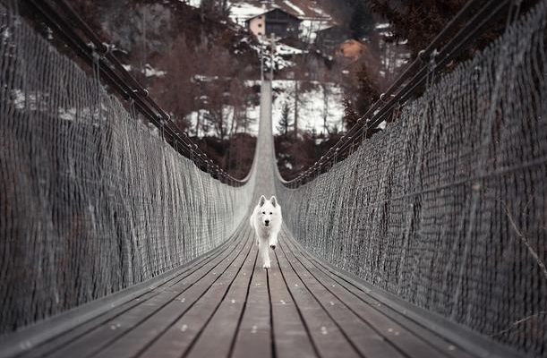 金冠助幼宠健康度过哺乳期 