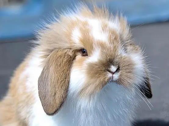 英国垂耳兔能活多久？想养的看过来