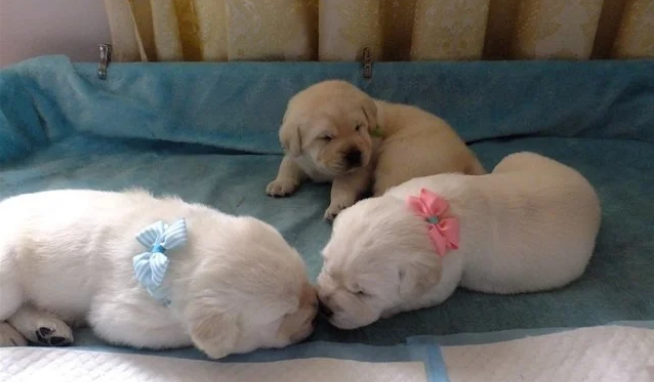 想要学自制狗窝的技巧与经验的，进~