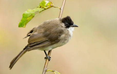 养鹎的挑选及讲究？想饲养的宠主来了解一下！