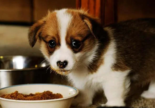 科普篇~低脂狗粮的脂肪含量多少才合适？