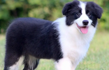 边牧什么颜色最稀有?感兴趣的可以看看! 边牧什么颜色最稀有?感兴趣的可以看看!