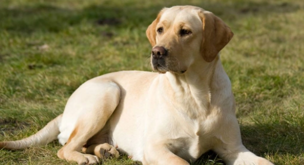 如何看拉布拉多品相？我教你