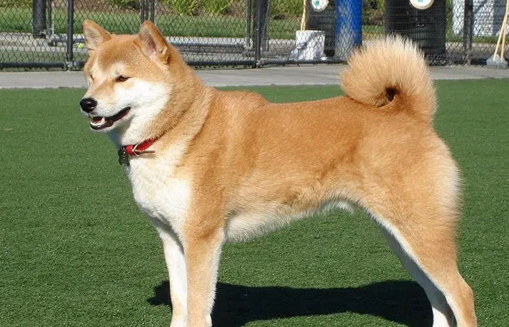 忠犬八公是这个品种的狗，特别忠诚