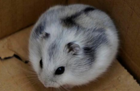 黑线仓鼠生病了怎么治？快来看看吧！