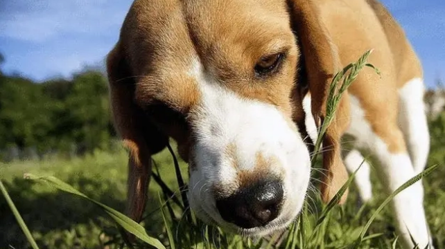 选择狗粮主要看哪些因素，一文就看懂