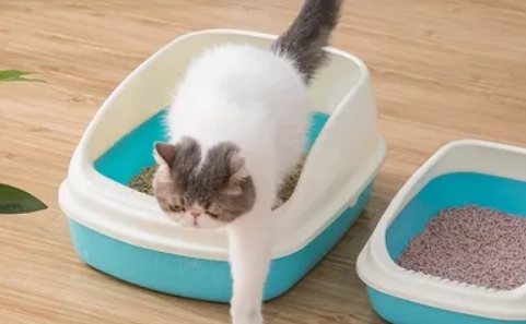 去除猫尿骚味的小妙招有哪些？学会so easy！