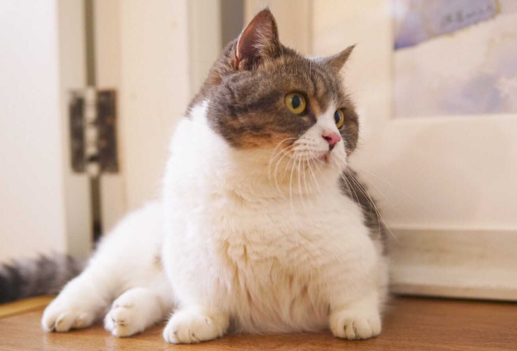 矮脚猫有缺陷？不，它没有！