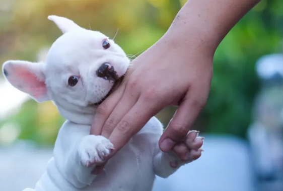 快来了解，狗为什么用牙齿轻轻地咬主人？