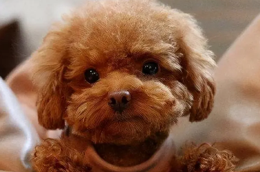 养公泰迪还是母泰迪好？看完你就知道了！