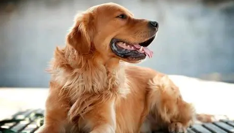 直接更换狗粮会有什么后果?主人来看看吧