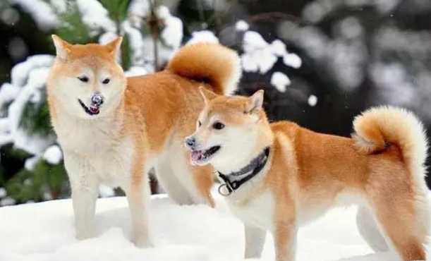 柴犬和秋田犬的区别是什么？看看就知道了