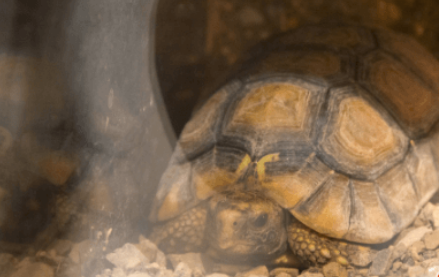 一文解答关于钟纹折背陆龟的饲养问题~