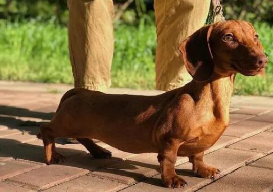 腊肠犬的品相怎么看，读完这篇文章你就知道了