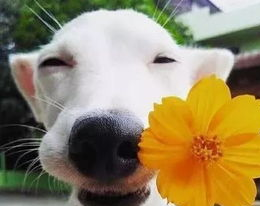 室外养狗注意什么？