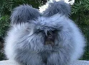 英国安哥拉兔好养吗，饲主过来看看吧