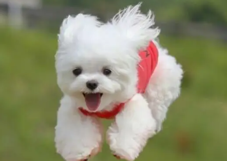 刚出生的小狗可以晒太阳吗？铲屎官们了解一下吧！