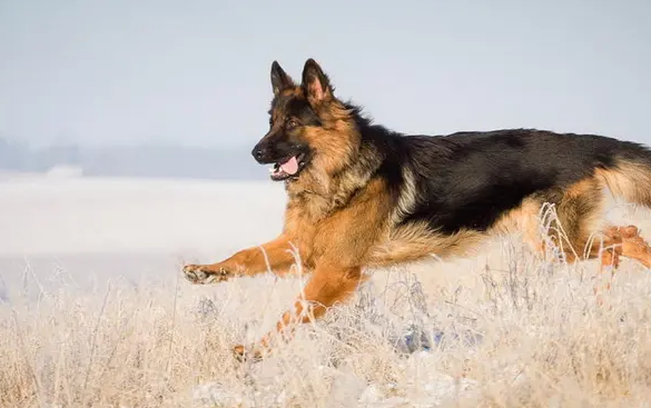 教大家怎么看德牧幼犬纯不纯种