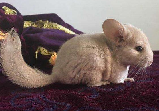 龙猫品种有哪些？这里有介绍。