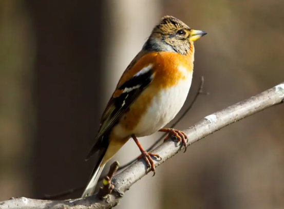 燕雀怎么训？其实方法很简单！