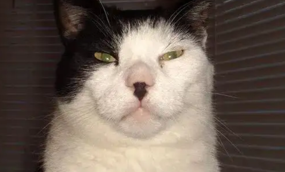 猫胡子断了一半是什么原因?一般是这几种原因 猫胡子断了一半是什么原因?一般是这几种原因