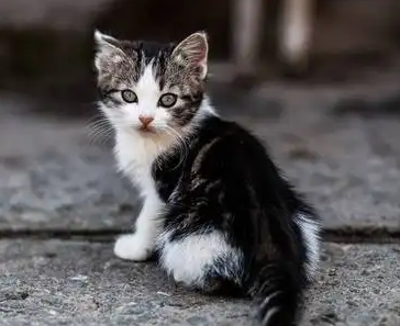 小猫胎死腹中母猫的征兆，你知道吗？