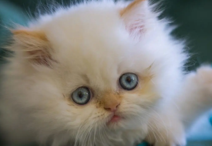 怎么杜绝猫在床上尿？本文给你答案！