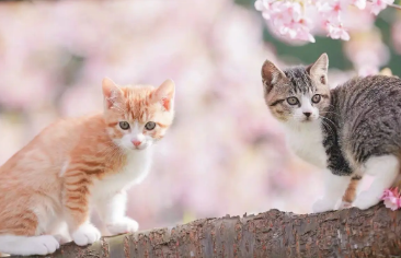 家养宠物猫必须打疫苗吗？这篇文章给你答案！