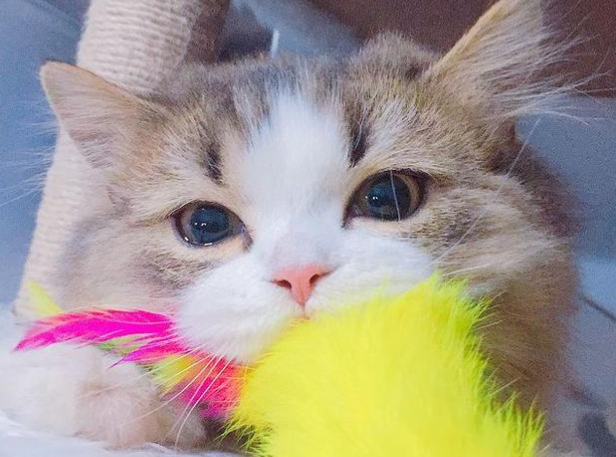 把猫咪关门外会记仇吗?说了你别不信 把猫咪关门外会记仇吗?说了你别不信