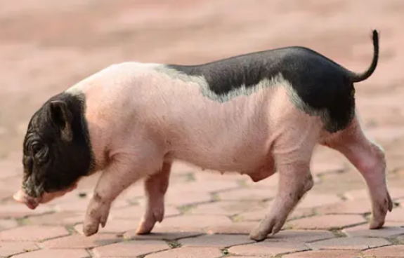 麝香猪容易生病吗，适合圈养吗？