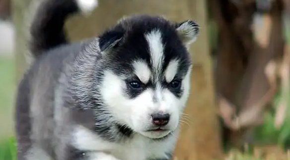 怎么辨别幼犬体型大小？铲屎官来这看看