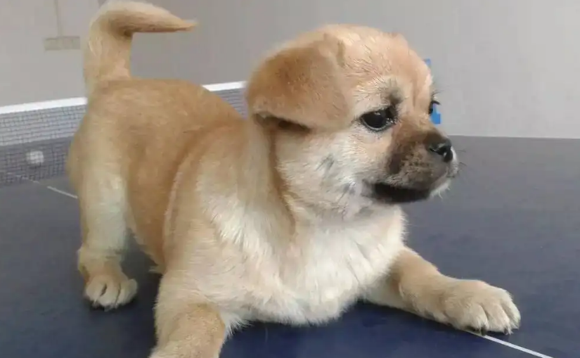 快来这了解一下中国犬种大全及名称! 快来这了解一下中国犬种大全及名称!