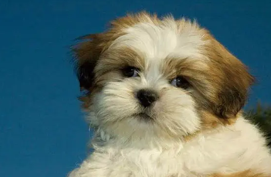 给西施犬进行梳毛小技巧,你学会了吗 给西施犬进行梳毛小技巧,你学会了吗