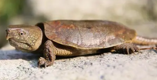 鹰嘴龟食物注意事项有哪些？想养来了解下吧