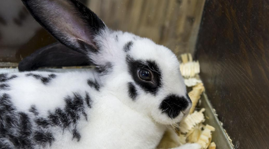 英国斑点兔怎么养？技巧你一定要学会