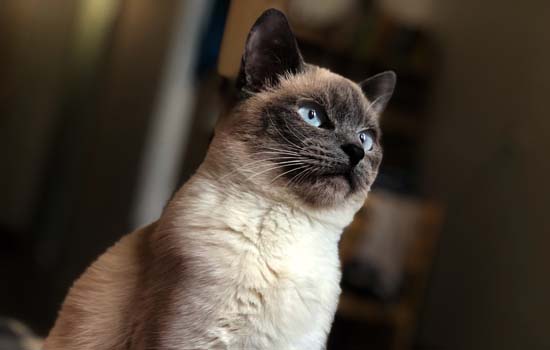 小公猫几个月开始乱尿？铲屎官必读