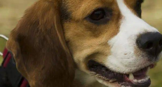 米格鲁猎兔犬聪明吗？想知道就来了解一下吧