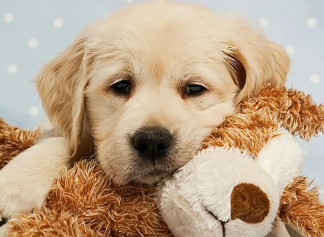 小狗过冬的方式，铲屎官一定要知道！