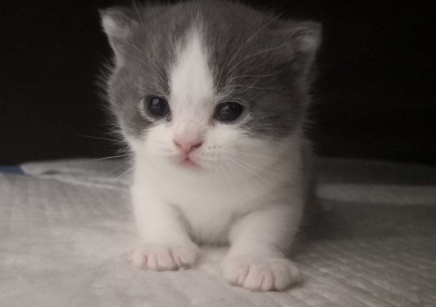 曼基康矮脚猫寿命长不长?铲屎官一定要知道 曼基康矮脚猫寿命长不长?铲屎官一定要知道