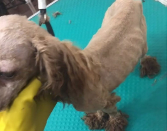 泰迪剃毛后几个月爆毛？本文可以告诉你！