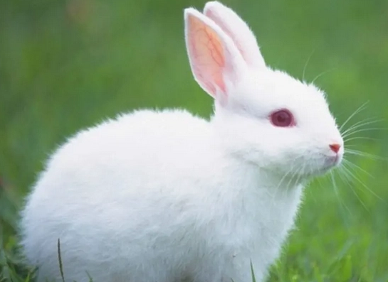 佛州白兔的价格是多少？想养的看过来