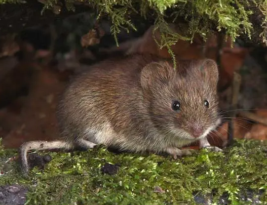 伊朗田鼠到处尿尿，苦不堪言？那是因为你还没学会训练它！