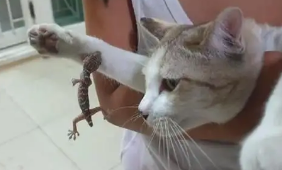 猫为什么喜欢吃壁虎？都是好奇心在作祟！