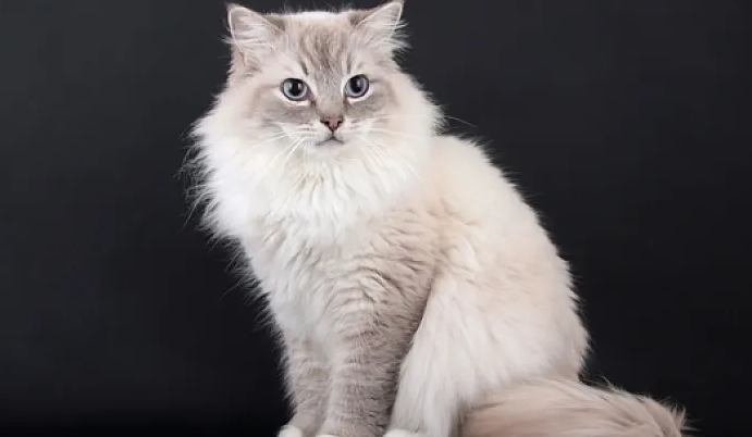 缅甸猫和缅因猫区别，感兴趣的get一下~