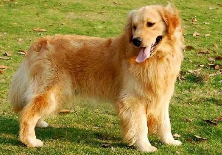 吴磊的狗,原来是这个品种! 吴磊的狗,原来是这个品种!