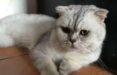 带你了解美短银渐层值钱吗?一起来看看! 带你了解美短银渐层值钱吗?一起来看看!