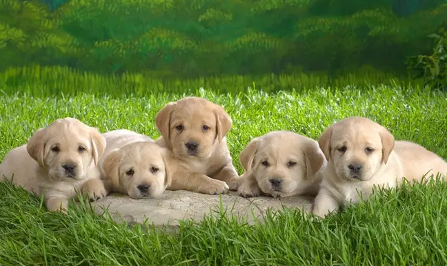 领养宠物狗免费的地方，你知道吗？