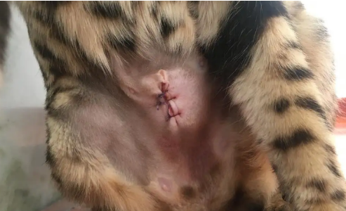 家养母猫要不要做绝育，看完文章你就知道了~