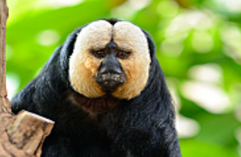 白面僧面猴，世界上最小的僧面猴，快来看看吧！